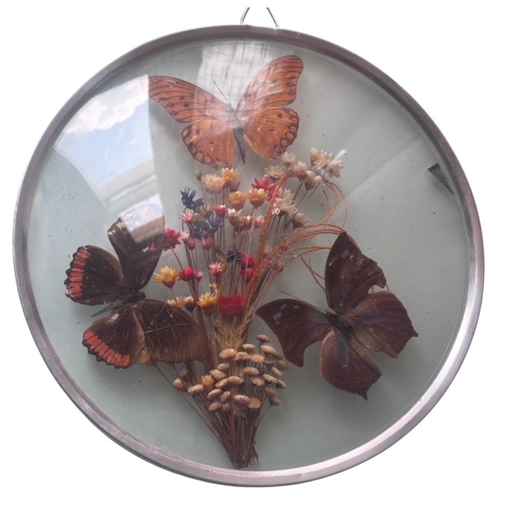 Vtg Brazil Real Butterfly Taxidermy Convex Bubble Glass Wall Art Dried Flowers